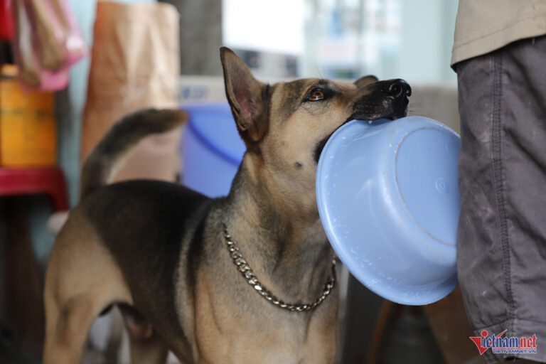 Quán chuối chiên nổi tiếng Cần Thơ khiến khách thích thú với ‘thu ngân’ đặc biệt